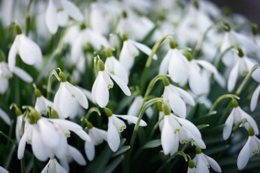 Orman parkında çiçek açan bir çayırda beyaz galanthus (kar damlaları). Saflığın sembolü, huzur, neşe, baharın başlangıcı, Paskalya. Doğa, çevre koruma. Makrofotoğrafçılık, bokeh