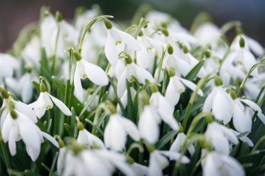 Orman parkında çiçek açan bir çayırda beyaz galanthus (kar damlaları). Saflığın sembolü, huzur, neşe, baharın başlangıcı, Paskalya. Doğa, çevre koruma. Makrofotoğrafçılık, bokeh