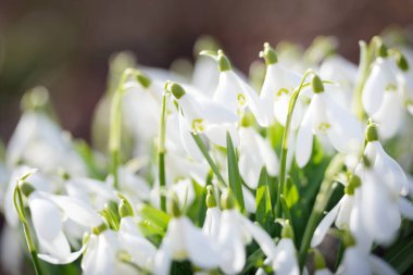 Orman parkında çiçek açan bir çayırda beyaz galanthus (kar damlaları). Saflığın sembolü, huzur, neşe, baharın başlangıcı, Paskalya. Doğa, çevre koruma. Makrofotoğrafçılık, bokeh