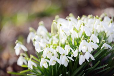 Orman parkında çiçek açan bir çayırda beyaz galanthus (kar damlaları). Saflığın sembolü, huzur, neşe, baharın başlangıcı, Paskalya. Doğa, çevre koruma. Makrofotoğrafçılık, bokeh