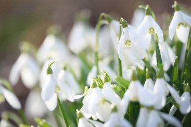 Orman parkında çiçek açan bir çayırda beyaz galanthus (kar damlaları). Saflığın sembolü, huzur, neşe, baharın başlangıcı, Paskalya. Doğa, çevre koruma. Makrofotoğrafçılık, bokeh