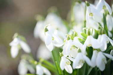 Orman parkında çiçek açan bir çayırda beyaz galanthus (kar damlaları). Saflığın sembolü, huzur, neşe, baharın başlangıcı, Paskalya. Doğa, çevre koruma. Makrofotoğrafçılık, bokeh