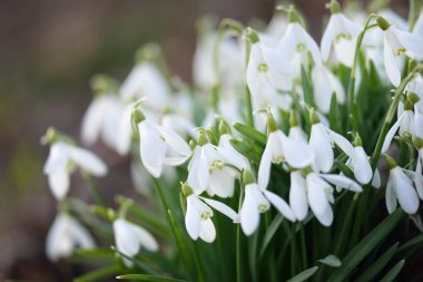 Orman parkında çiçek açan bir çayırda beyaz galanthus (kar damlaları). Saflığın sembolü, huzur, neşe, baharın başlangıcı, Paskalya. Doğa, çevre koruma. Makrofotoğrafçılık, bokeh