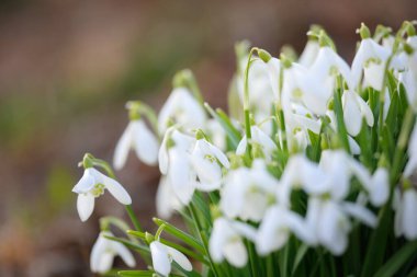 Orman parkında çiçek açan bir çayırda beyaz galanthus (kar damlaları). Saflığın sembolü, huzur, neşe, baharın başlangıcı, Paskalya. Doğa, çevre koruma. Makrofotoğrafçılık, bokeh