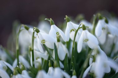 Orman parkında çiçek açan bir çayırda beyaz galanthus (kar damlaları). Saflığın sembolü, huzur, neşe, baharın başlangıcı, Paskalya. Doğa, çevre koruma. Makrofotoğrafçılık, bokeh