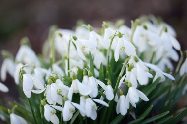Orman parkında çiçek açan bir çayırda beyaz galanthus (kar damlaları). Saflığın sembolü, huzur, neşe, baharın başlangıcı, Paskalya. Doğa, çevre koruma. Makrofotoğrafçılık, bokeh