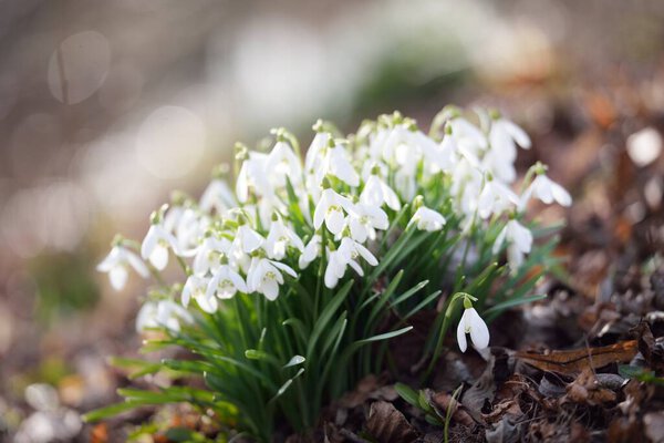 White galanthus (snowdrops) flowers on a blooming meadow in a forest park. Symbol of purity, peace, joy, beginning of spring, Easter. Nature, environmental conservation. Macrophotography, bokeh