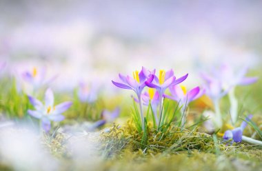 Blooming crocus flowers in a park, close-up. Early spring. Europe. Symbol of peace and joy, Easter concept. Landscaping, gardening, ecotourism, environmental conservation. Art, macrophotography, bokeh clipart