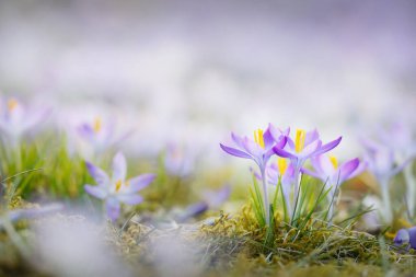 Parkta çiçek açan çiçek, yakın plan. Baharın başında. Avrupa. Barış ve neşe sembolü, Paskalya konsepti. Peyzaj, bahçıvanlık, eko-turizm, çevre koruma. Sanat, makrofotoğrafçılık, bokeh