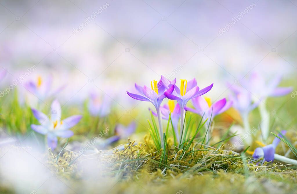 Blooming crocus flowers in a park, close-up. Early spring. Europe. Symbol of peace and joy, Easter concept. Landscaping, gardening, ecotourism, environmental conservation. Art, macrophotography, bokeh