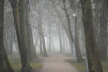 Orman parkında bir sokak. Sokak fenerleri yakın plan. Sonbahar renkleri, sis, sis. Güçlü ağaçlar, kuru bitkiler, yosun, altın yapraklar. Baharın başında. Karanlık atmosferik manzara. Doğa, çevre. Panoramik görünüm