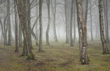 Orman parkında bulutlu bir gün. Sonbahar renkleri, sis, sis. Güçlü ağaçlar, kuru bitkiler, yeşil çimenler, yosunlar, altın yapraklar. Baharın başında. Karanlık atmosferik manzara. Doğa, çevre koruma