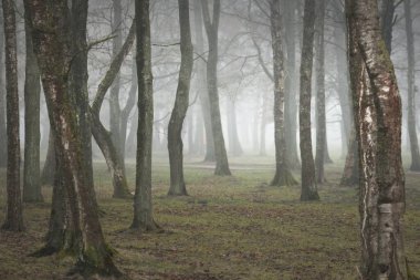 Orman parkında bulutlu bir gün. Sonbahar renkleri, sis, sis. Güçlü ağaçlar, kuru bitkiler, yeşil çimenler, yosunlar, altın yapraklar. Baharın başında. Karanlık atmosferik manzara. Doğa, çevre koruma