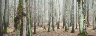 Orman parkında bulutlu bir gün. Sonbahar renkleri, sis, sis. Güçlü ağaçlar, kuru bitkiler, yosun, altın yapraklar. Baharın başında. Karanlık atmosferik manzara. Doğa, çevre koruma. Panoramik görünüm