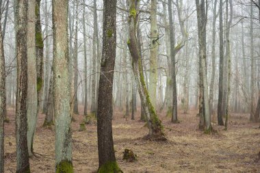 Orman parkında bulutlu bir gün. Sonbahar renkleri, sis, sis. Güçlü ağaçlar, kuru bitkiler, yeşil çimenler, yosunlar, altın yapraklar. Baharın başında. Karanlık atmosferik manzara. Doğa, çevre koruma