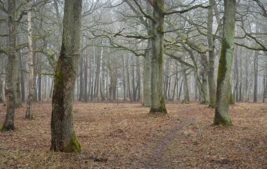 Orman parkında bulutlu bir gün. Sonbahar renkleri, sis, sis. Güçlü ağaçlar, kuru bitkiler, yeşil çimenler, yosunlar, altın yapraklar. Baharın başında. Karanlık atmosferik manzara. Doğa, çevre koruma