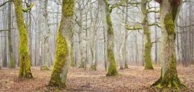 Orman parkında bulutlu bir gün. Sonbahar renkleri, sis, sis. Güçlü ağaçlar, kuru bitkiler, yosun, altın yapraklar. Baharın başında. Karanlık atmosferik manzara. Doğa, çevre koruma. Panoramik görünüm