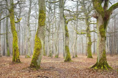 Orman parkında bulutlu bir gün. Sonbahar renkleri, sis, sis. Güçlü ağaçlar, kuru bitkiler, yeşil çimenler, yosunlar, altın yapraklar. Baharın başında. Karanlık atmosferik manzara. Doğa, çevre koruma