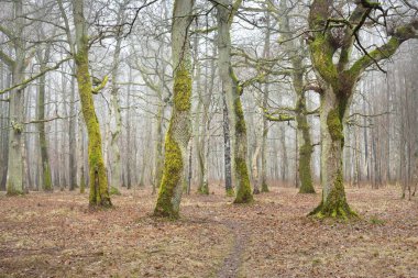 Orman parkında bulutlu bir gün. Sonbahar renkleri, sis, sis. Güçlü ağaçlar, kuru bitkiler, yeşil çimenler, yosunlar, altın yapraklar. Baharın başında. Karanlık atmosferik manzara. Doğa, çevre koruma