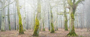 Orman parkında bulutlu bir gün. Sonbahar renkleri, sis, sis. Güçlü ağaçlar, kuru bitkiler, yosun, altın yapraklar. Baharın başında. Karanlık atmosferik manzara. Doğa, çevre koruma. Panoramik görünüm