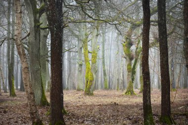 Orman parkına giden yol. Doğal tünel. Sonbahar renkleri, sis, sis. Güçlü ağaçlar, kuru bitkiler, yosun, altın yapraklar. Baharın başında. Karanlık atmosferik manzara. Doğa, çevre. Panoramik görünüm