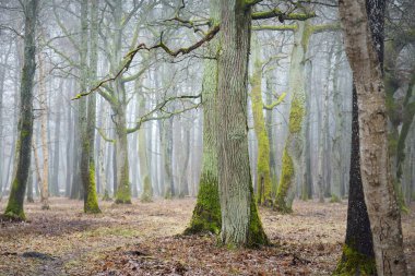 Orman parkında bulutlu bir gün. Sonbahar renkleri, sis, sis. Güçlü ağaçlar, kuru bitkiler, yeşil çimenler, yosunlar, altın yapraklar. Baharın başında. Karanlık atmosferik manzara. Doğa, çevre koruma