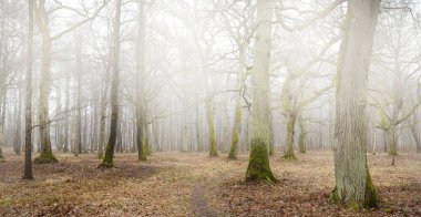 Orman parkında bulutlu bir gün. Sonbahar renkleri, sis, sis. Güçlü ağaçlar, kuru bitkiler, yosun, altın yapraklar. Baharın başında. Karanlık atmosferik manzara. Doğa, çevre koruma. Panoramik görünüm