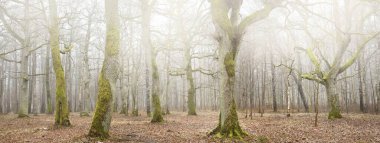 Orman parkında bulutlu bir gün. Sonbahar renkleri, sis, sis. Güçlü ağaçlar, kuru bitkiler, yosun, altın yapraklar. Baharın başında. Karanlık atmosferik manzara. Doğa, çevre koruma. Panoramik görünüm