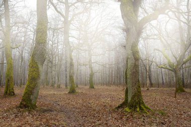 Orman parkında bulutlu bir gün. Sonbahar renkleri, sis, sis. Güçlü ağaçlar, kuru bitkiler, yeşil çimenler, yosunlar, altın yapraklar. Baharın başında. Karanlık atmosferik manzara. Doğa, çevre koruma