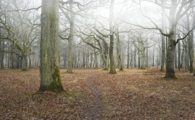 Orman parkında bulutlu bir gün. Sonbahar renkleri, sis, sis. Güçlü ağaçlar, kuru bitkiler, yeşil çimenler, yosunlar, altın yapraklar. Baharın başında. Karanlık atmosferik manzara. Doğa, çevre koruma