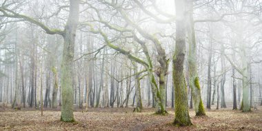 Orman parkında bulutlu bir gün. Sonbahar renkleri, sis, sis. Güçlü ağaçlar, kuru bitkiler, yosun, altın yapraklar. Baharın başında. Karanlık atmosferik manzara. Doğa, çevre koruma. Panoramik görünüm