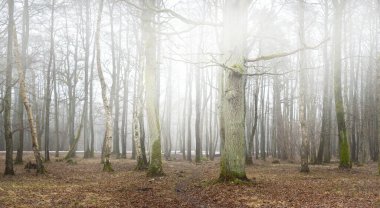 Orman parkında bulutlu bir gün. Sonbahar renkleri, sis, sis. Güçlü ağaçlar, kuru bitkiler, yosun, altın yapraklar. Baharın başında. Karanlık atmosferik manzara. Doğa, çevre koruma. Panoramik görünüm