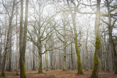Orman parkında bulutlu bir gün. Sonbahar renkleri, sis, sis. Güçlü ağaçlar, kuru bitkiler, yeşil çimenler, yosunlar, altın yapraklar. Baharın başında. Karanlık atmosferik manzara. Doğa, çevre koruma
