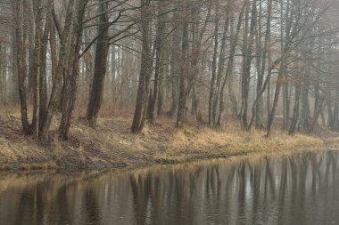 Orman parkında bir kanal (nehir). Sonbahar renkleri, sis, sis, bulutlu bir gün. Güçlü ağaçlar, kuru bitkiler. Baharın başında. Kristal berraklığında simetri yansımaları, doğal ayna. Karanlık atmosferik manzara