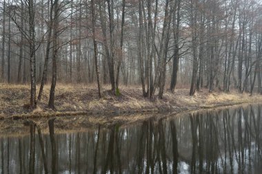 Orman parkında bir kanal (nehir). Sonbahar renkleri, sis, sis, bulutlu bir gün. Güçlü ağaçlar, kuru bitkiler. Baharın başında. Kristal berraklığında simetri yansımaları, doğal ayna. Karanlık atmosferik manzara