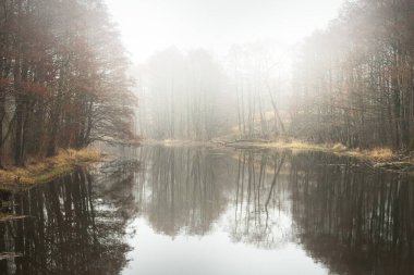 Orman parkında bir kanal (nehir). Sonbahar renkleri, sis, sis, bulutlu bir gün. Güçlü ağaçlar, kuru bitkiler. Bahar. Kristal berraklığında simetri yansımaları, doğal ayna. Resimli panoramik manzara