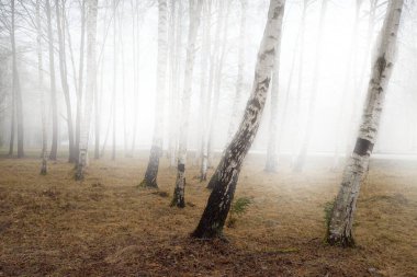Orman parkına giden yol sisli. Yaprak döken huş ağaçları. Yerde altın yapraklar var. Bulutlu bir gün. Baharın başında. Idyllic manzara. Doğa, mevsimler, hava, çevre, ekoloji