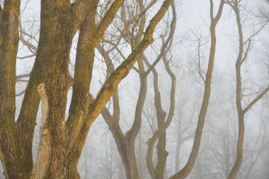 Yoğun sisli kayın ağaçları. Karanlık ağaç siluetleri. Şehir parkı, orman. Bahar manzarası. Doğa, eko-turizm, ekoloji, çevre koruma, çevre düzenlemesi