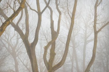 Yoğun sisli kayın ağaçları. Karanlık ağaç siluetleri. Şehir parkı, orman. Bahar manzarası. Doğa, eko-turizm, ekoloji, çevre koruma, çevre düzenlemesi