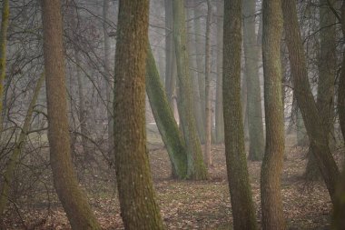 Yoğun sisli kayın ağaçları. Karanlık ağaç siluetleri. Şehir parkı, orman. Bahar manzarası. Doğa, eko-turizm, ekoloji, çevre koruma, çevre düzenlemesi