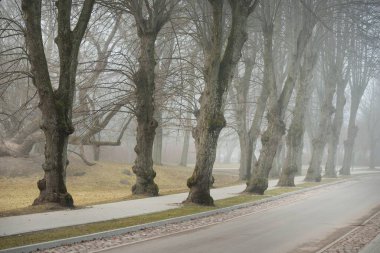 Modern bir sokak, yaya geçidi ve halka açık bir parkta bisiklet yolu. Arka planda güçlü ağaçlar var. Sis, bulutlu bir gün. Bahar manzarası. Doğa, eko-turizm, eğlence, spor, kuzey yürüyüşü, bisiklet