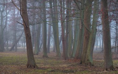 Yoğun sisli kayın ağaçları. Koyu ağaç siluetleri, altın yapraklar. Şehir parkı, orman. Bahar manzarası. Doğa, eko-turizm, ekoloji, çevre koruma, çevre düzenlemesi