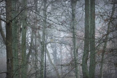 Yoğun sisli kayın ağaçları. Karanlık ağaç siluetleri. Şehir parkı, orman. Bahar manzarası. Doğa, eko-turizm, ekoloji, çevre koruma, çevre düzenlemesi
