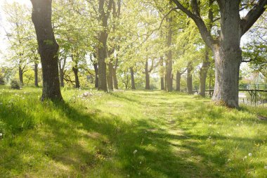 Güneşli bir bahar gününde yeşil yaprak döken bir orman parkında (ara yol). Güçlü ağaçlar. Yumuşak güneş ışığı, güneş ışınları. Doğa, çevre koruma, ekoloji, eko-turizm, kuzey yürüyüşü, bisiklet