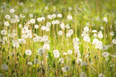 Açık ve güneşli bir günde çiçek açan yeşil çimenler. Bahar, yaz başlangıcı. Orman, halka açık park. Yumuşak güneş ışığı, güneş ışınları. Doğa, botanik, çevre, ekoloji, eko-turizm, bahçecilik