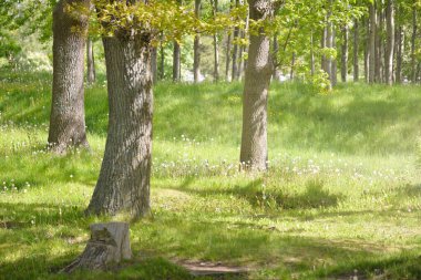 Güneşli bir bahar gününde yeşil yaprak döken bir orman parkında (ara yol). Güçlü ağaçlar. Yumuşak güneş ışığı, güneş ışınları. Doğa, çevre koruma, ekoloji, eko-turizm, kuzey yürüyüşü, bisiklet