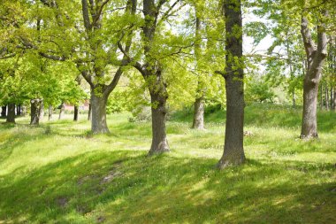 Güneşli bir bahar gününde yeşil yaprak döken bir orman parkında (ara yol). Güçlü ağaçlar. Yumuşak güneş ışığı, güneş ışınları. Doğa, çevre koruma, ekoloji, eko-turizm, kuzey yürüyüşü, bisiklet