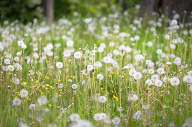 Açık ve güneşli bir günde çiçek açan yeşil çimenler. Bahar, yaz başlangıcı. Orman, halka açık park. Yumuşak güneş ışığı, güneş ışınları. Doğa, botanik, çevre, ekoloji, eko-turizm, bahçecilik