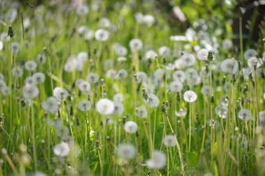 Açık ve güneşli bir günde çiçek açan yeşil çimenler. Bahar, yaz başlangıcı. Orman, halka açık park. Yumuşak güneş ışığı, güneş ışınları. Doğa, botanik, çevre, ekoloji, eko-turizm, bahçecilik