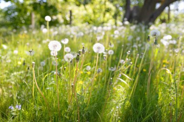 Açık ve güneşli bir günde çiçek açan yeşil çimenler. Bahar, yaz başlangıcı. Orman, halka açık park. Yumuşak güneş ışığı, güneş ışınları. Doğa, botanik, çevre, ekoloji, eko-turizm, bahçecilik